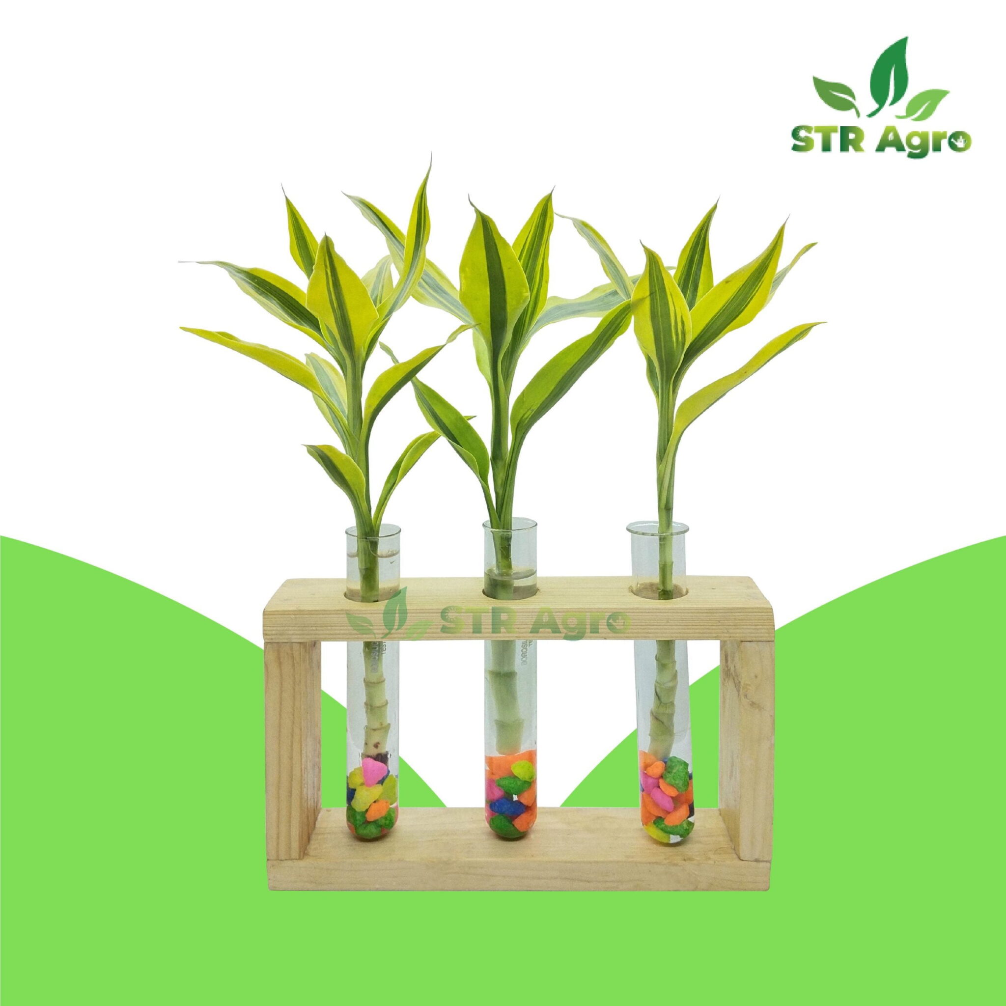 Best indoor plant bd, Growing and Care Tips for Lucky Bamboo