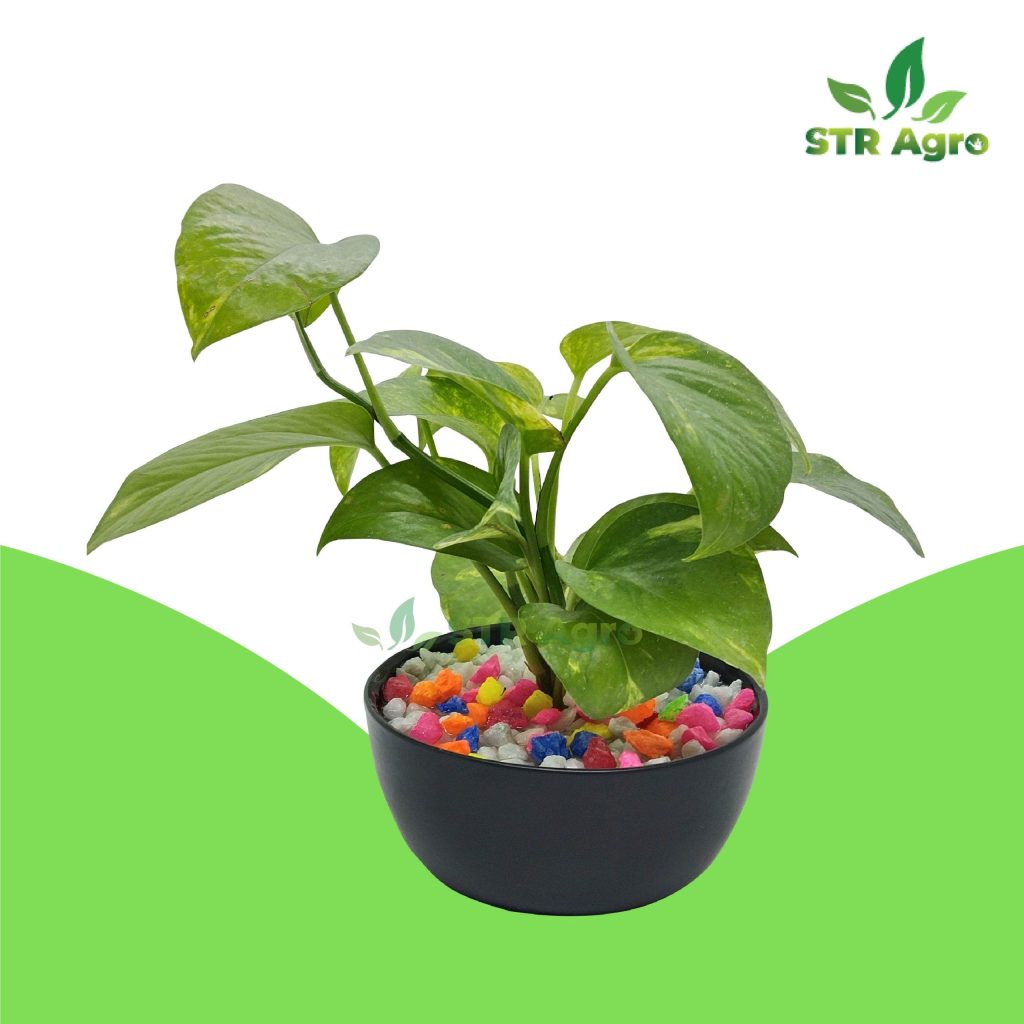 Care for Money Plants, How to Care for Money Plants | Buy Indoor Money Plants