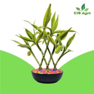 Best Indoor Plant In Bangladesh | Design Lucky Bamboo