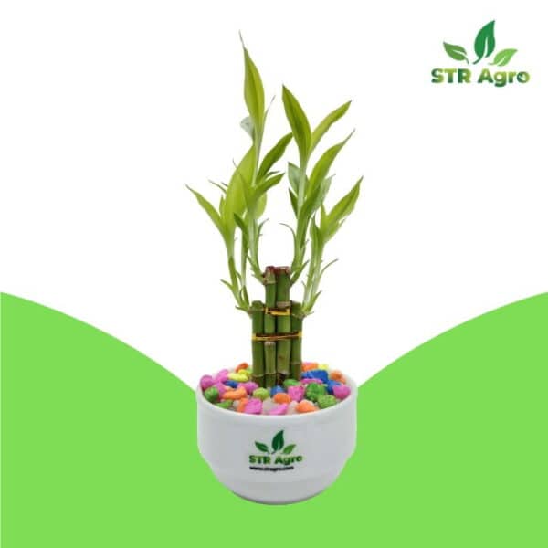 Gift plant in BD, Design lucky bamboo, 2 Layer Lucky Bamboo Plant