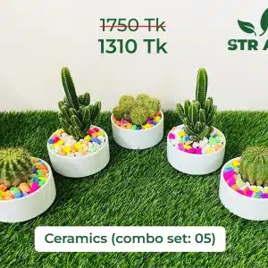 Cactus Mix Ceramic Combo-05