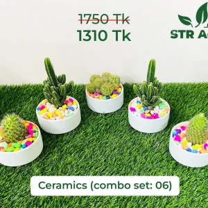 Cactus Mix Ceramic Combo-06