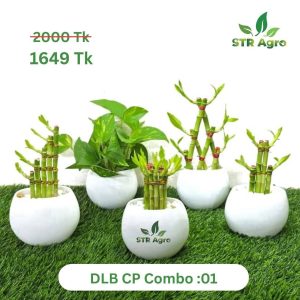 DLB CP CMBO -01
