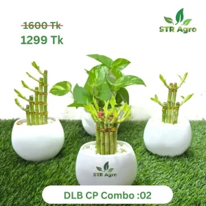 DLB CP CMBO -02