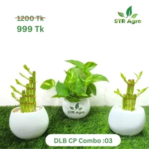 DLB CP CMBO -03