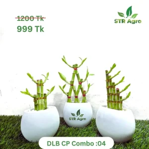 DLB CP CMBO -04