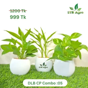 DLB CP CMBO -05