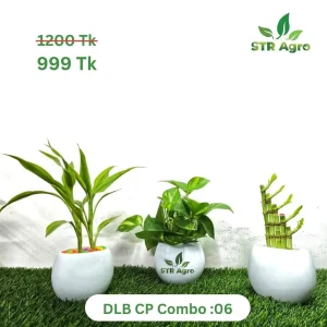 DLB CP CMBO -06