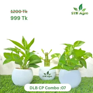 DLB CP CMBO -07