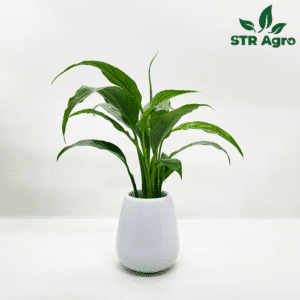 Peace Lily