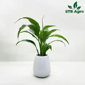 Peace Lily