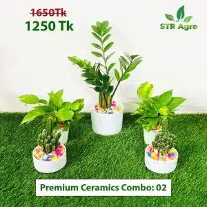 Premium Ceramic Comboo-02